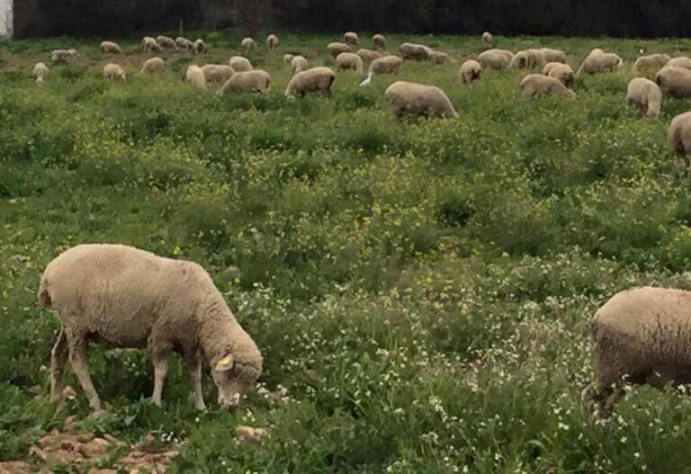 Asaja Rioja ARAG solicita a Agricultura flexibilizar las condiciones y requisitos del eco régimen dedicado al pastoreo por la sequía