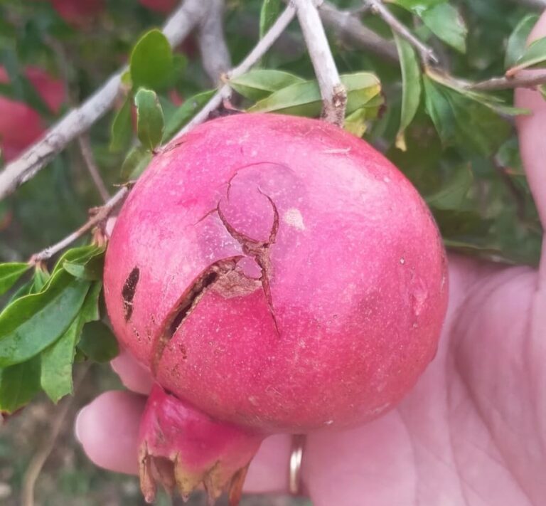 ASAJA-Alicante pide a la Conselleria que reclame al Gobierno una orden de módulos más justa para los agricultores alicantinos