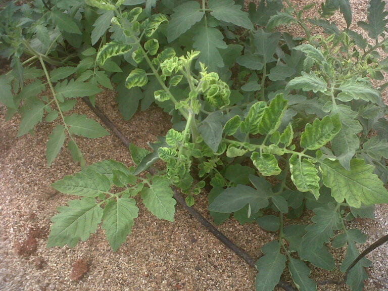 Asaja Almería recuerda que desde el 1 de junio se pueden asegurar las plantaciones de la próxima cosecha de hortalizas