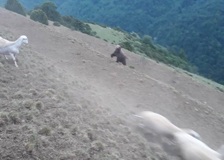 Asaja denuncia una vez más, tras el ataque de Castanesa que la presencia del oso y el lobo en Aragón van a suponer la “puntilla” a la grave crisis que viene arrastrando la ganadería extensiva.
