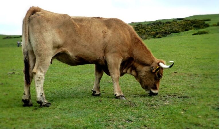 Asaja Asturias geolocaliza ganado vacuno, ovino y caprino en la montaña de Covadonga mediante collares con GPS