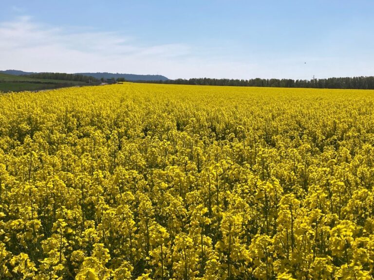 APAG Extremadura Asaja acusa al ministro Planas de querer acabar con los cultivos del girasol y la colza