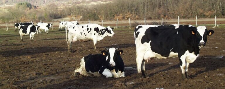 Asaja Palencia solicita que la multa impuesta a las lácteas se destine al sector ganadero