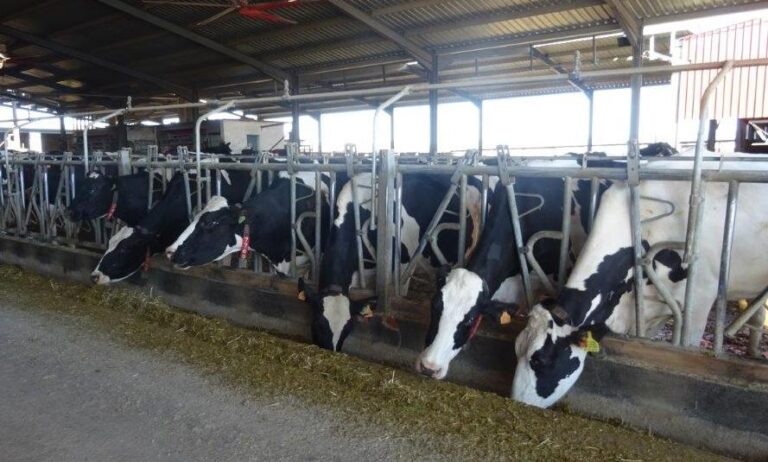 El MAPA completa el pago de la ayuda a los productores de leche para compensar los efectos negativos de la guerra de Ucrania