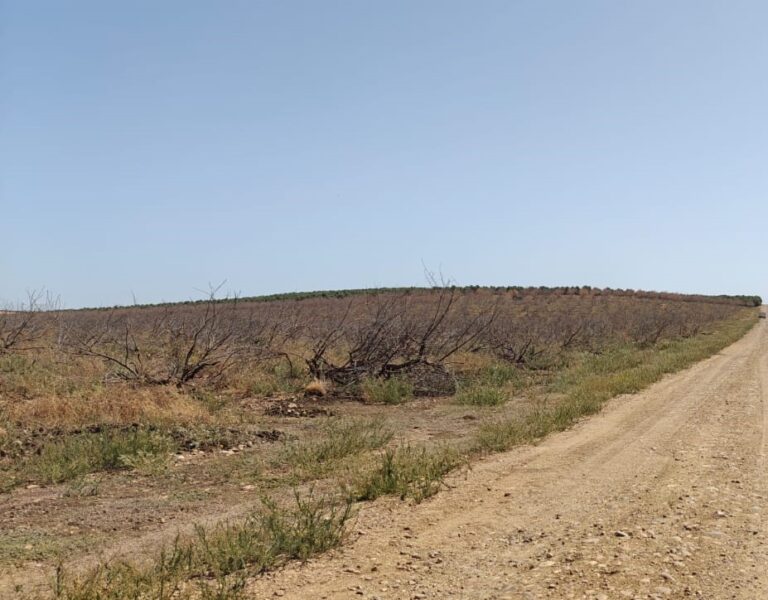Asaja alerta del riesgo de desaparición del almendro ante la grave plaga de gusanos