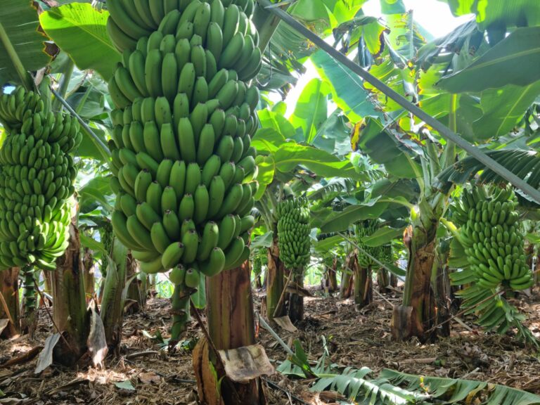 Asaga Canarias defiende los cambios en la ayuda POSEI del plátano, a través de una PNL, para la supervivencia de las explotaciones tradicionales