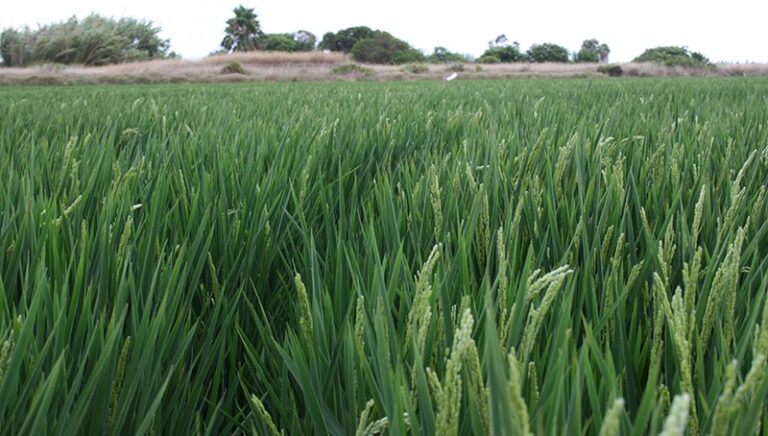 AVA-ASAJA logra que Agroseguro incremente el precio indemnizable del arroz y la superficie con cobertura del aguacate