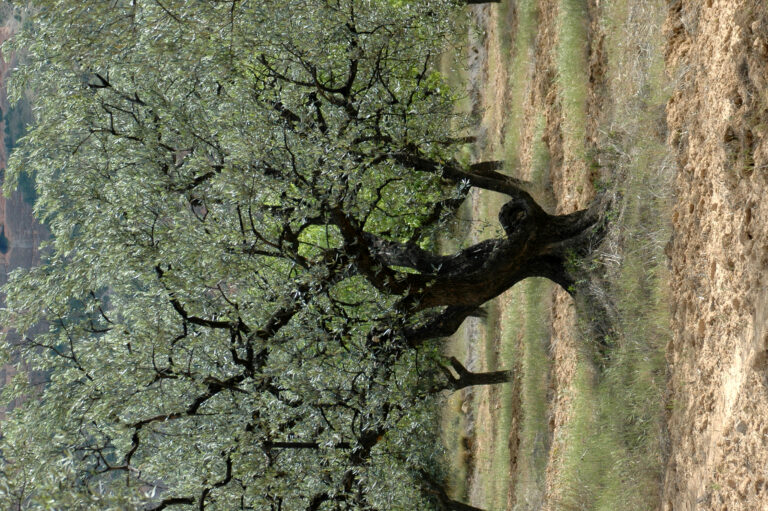 La Junta de Andalucía vuelve a dar la espalda a los olivares ecológicos reduciendo el importe de la ayuda en un 60 %, perdiendo 12 millones de euros