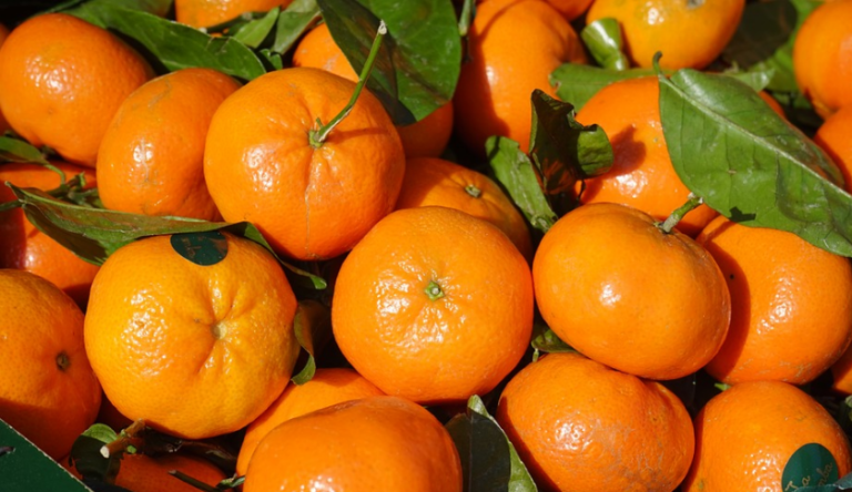 ASAJA Alicante anuncia la sentencia de muerte de las clementinas valencianas si no se renegocia el Acuerdo con Sudáfrica