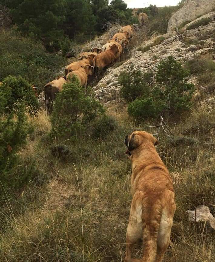 Asaja Valencia AVA: El Botànic rompe el consenso y cae en el absurdo de equiparar los perros de trabajo del medio rural con mascotas