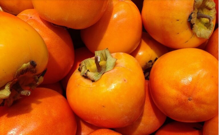 La UE estudia prohibir otra sustancia que agravaría la lucha contra el Cotonet de Sudáfrica