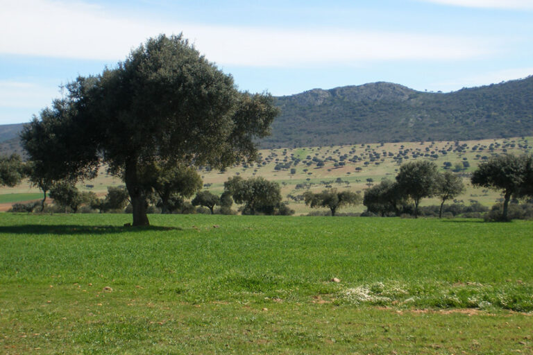 La Junta de Andalucia publica la Resolucion que regula las ayudas de la PAC y del Pago Único para 2013
