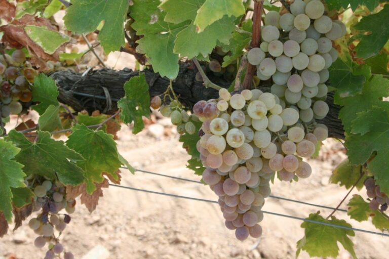 La nueva PAC podría terminar con la viña de Montilla-Moriles