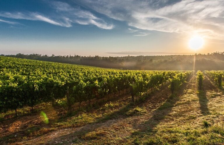 Asaja Rioja ARAG exigirá en Bruselas la adopción de medidas urgentes para recuperar la rentabilidad de los viticultores