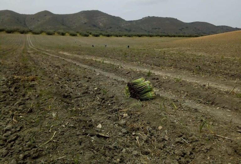 En peligro algunos sectores ganaderos y hortofrutícolas de Granada