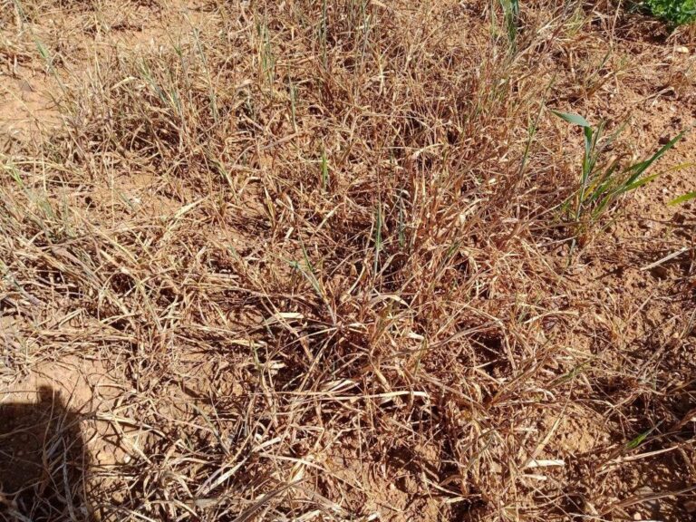 Apag Extremadura Asaja asegura que las pérdidas en los cereales de secano por la sequía ascienden a 198 millones de euros