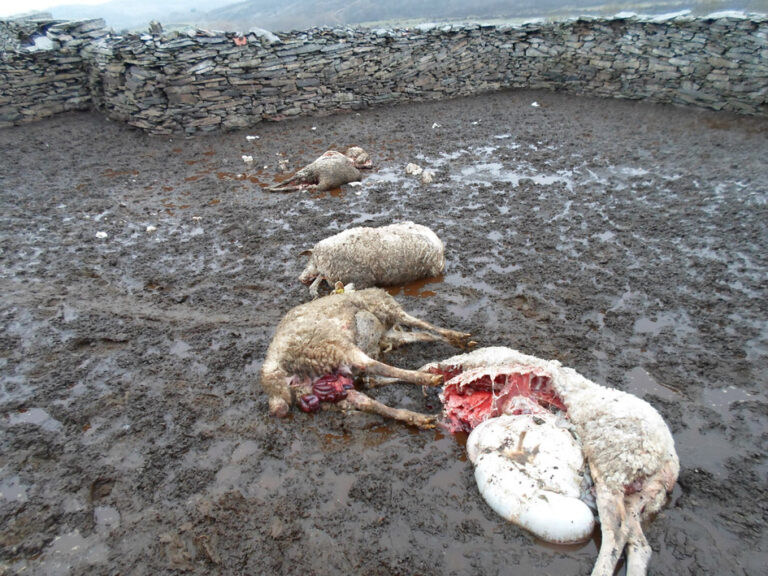 Los ataques de lobos surgen ahora en la zona de Atienza
