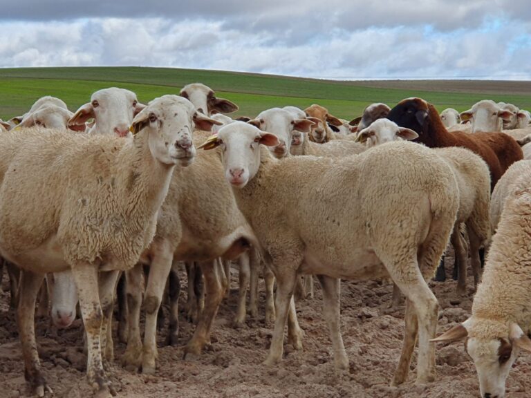 El Gobierno acepta las peticiones de Asaja para flexibilizar en la PAC 2020 la ayuda de ovino y caprino y permitir pastorear en los barbechos SIE