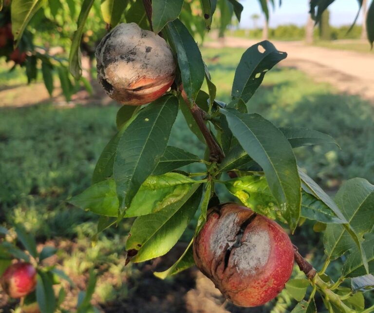 El exceso de lluvias provoca daños en frutas de hueso y pudrición de flores de cítricos