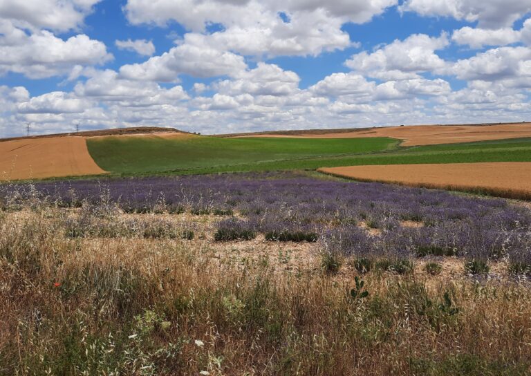 Font Vella y COAGRAL impulsan prácticas agrícolas sostenibles en más de 300 hectáreas alrededor del manantial de Sigüenza