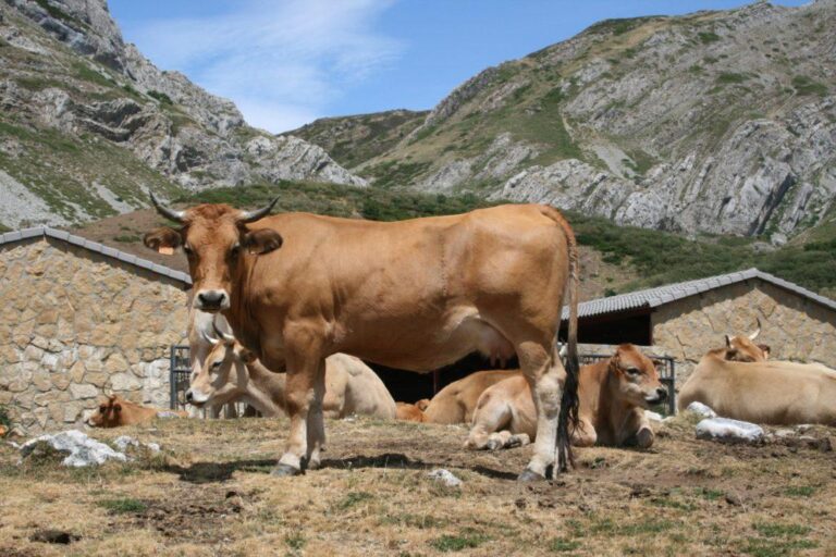 El Gobierno limita el movimiento del ganado bovino en Castilla y León para evitar poner en riesgo el nivel sanitario de la cabaña ganadera española y comunitaria