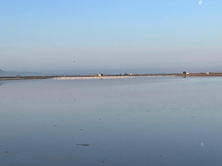 Asaja Valencia AVA pide compensaciones por los daños de flamencos en los arrozales de la Albufera