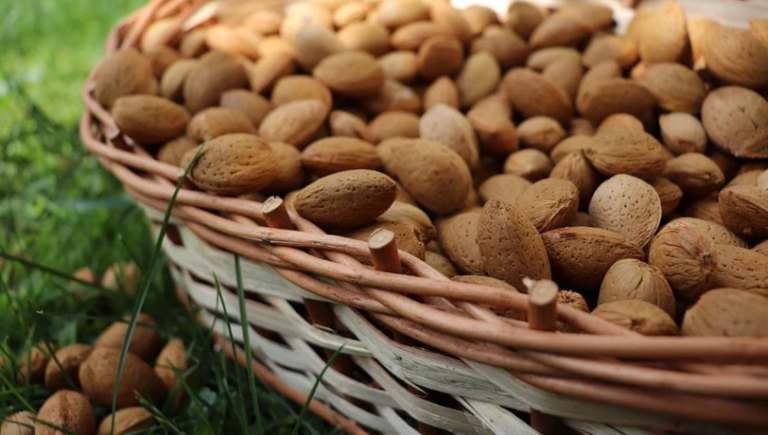 Andalucía. La Mesa Regional de Frutos Secos estima que habrá un incremento de más del 25% de la cosecha de almendra