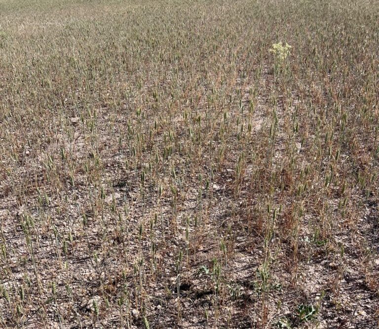 ASAJA Albacete pide medidas urgentes a la Administración por la grave sequía que asola toda la provincia albaceteña