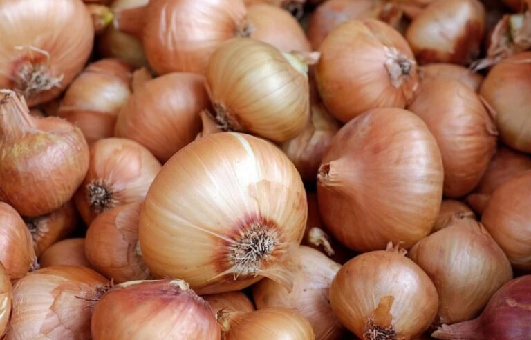 Agricultores de cebollas se enfrentan la situación más crítica del siglo debido a la falta de compradores y precios insostenibles