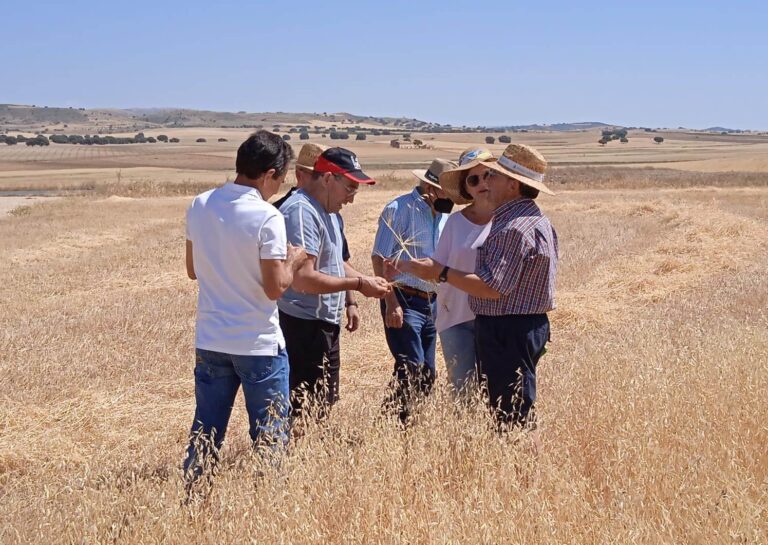 Asaja Almería prevé un descenso del 35% en la cosecha de cereales