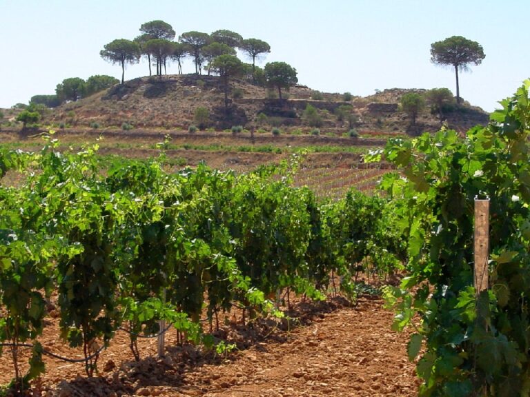 El MAPA autoriza 946  nuevas hectareas para plantar viñedo