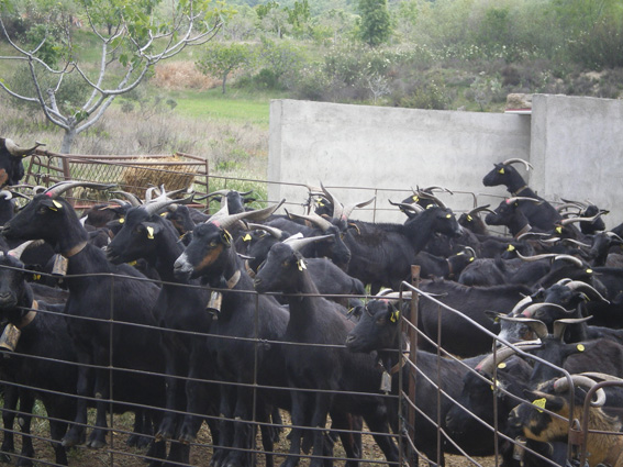El Comité Impulsor aprueba denominar ‘Lechal Candeleda Gredos’ a la marca de garantía del cabrito