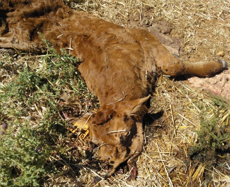Asaja Salamanca reclama medidas urgentes: Nuevos ataques de buitres al ganado vivo