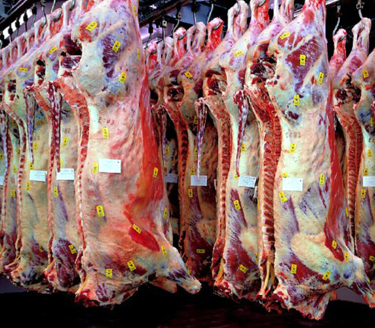 El desajuste de oferta y demanda sigue tirando del precio de las vacas para carne, en máximos históricos