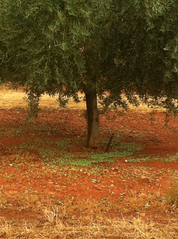 La gota fría descarga fuertes lluvias y granizo en  los Montes Orientales de Granada y daña la cosecha de aceituna y las infraestructuras rurales
