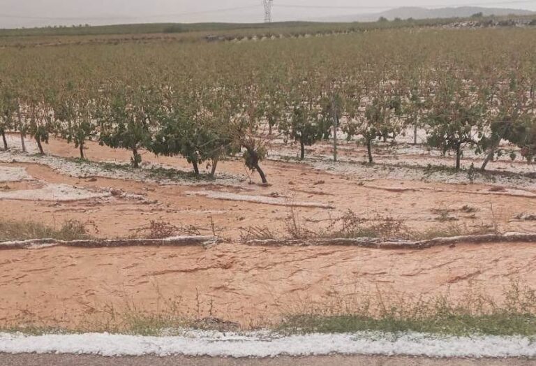 El pedrisco causa graves daños en 3.000 hectáreas  de viñedo en la comarca de Utiel-Requena