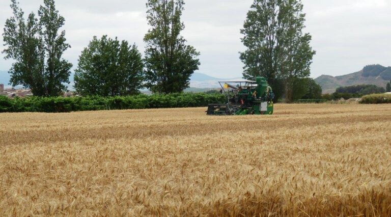 La caída de cotización del cereal en la Lonja de León prosigue, condicionada por el mercado mundial