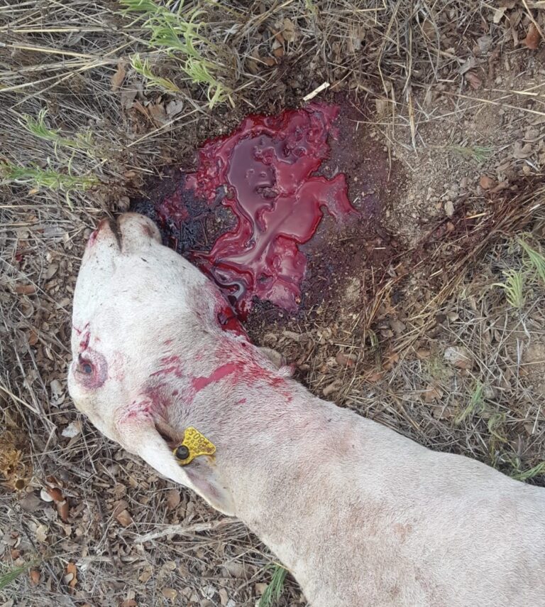 Un ganadero de AVA-ASAJA alerta de un nuevo ataque de lobos a sus instalaciones
