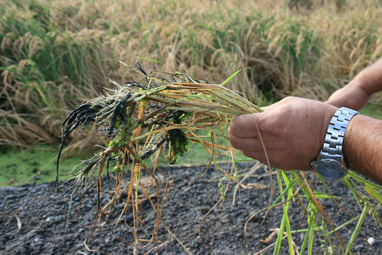 Las plagas aumentan un 10% el coste de producción en el arrozal valenciano y ponen en jaque su rentabilidad