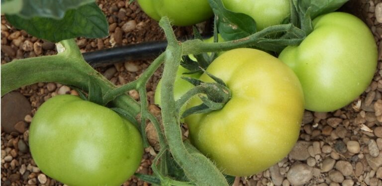 Asaja reitera a Europa la revisión del acuerdo comercial con Marruecos y el control de la trazabilidad de los productos