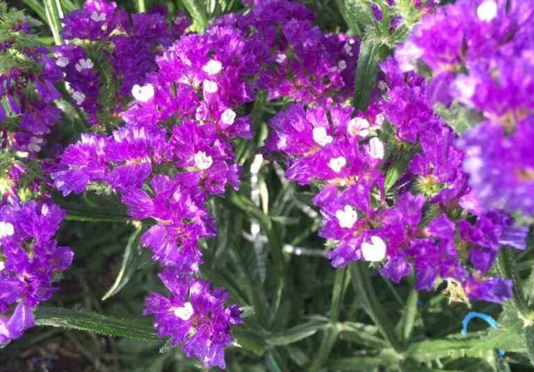 Asaja Almería recuerda que las ayudas para los productores de flor pueden solicitarse hasta el dia 5 de noviembre