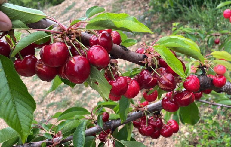 Asaja denuncia el ninguneo del Ministerio y Agroseguro al sector cerecero extremeño