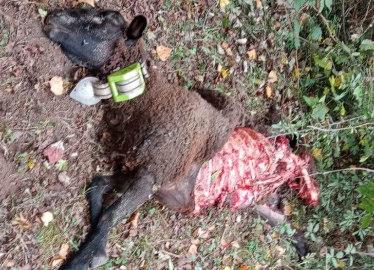 Asaja Rioja ARAG denuncia un nuevo ataque de lobo a un rebaño de ovejas en Castroviejo