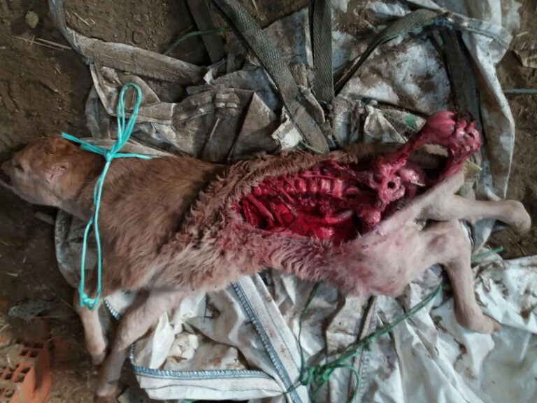 Asaja Ávila. Segundo ataque de lobos en diez días a un ganadero de Zapardiel de la Cañada