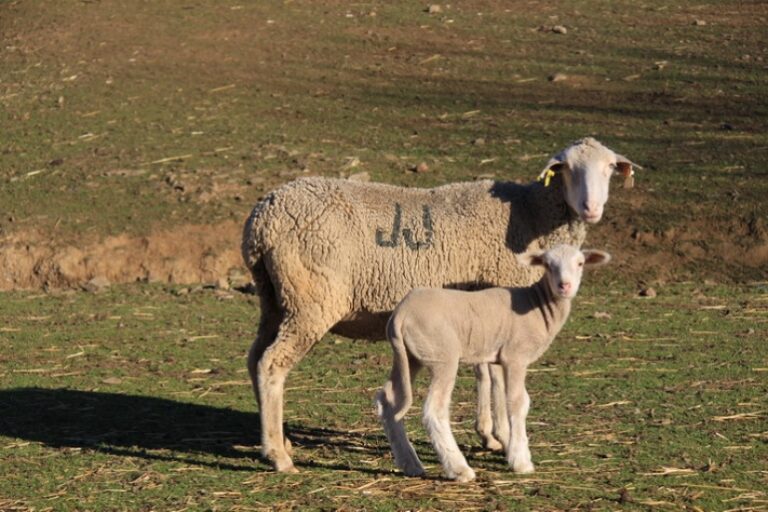 Asaja-Sevilla insta a la gran distribución a colaborar con el sector ganadero priorizando la venta de carne española