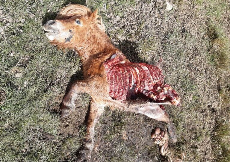 El lobo no respeta el confinamiento