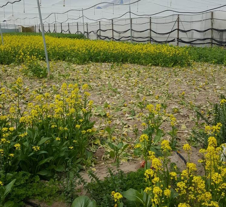 La caída de la demanda de hortalizas fuerza a los agricultores a destruir hasta el 30% de sus cosechas