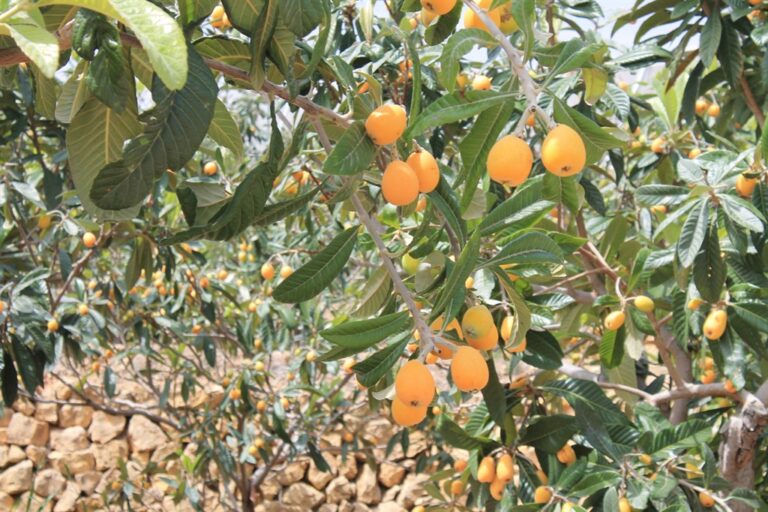 El níspero y la cereza pagan la cuenta de un temporal que calma el estrés del campo