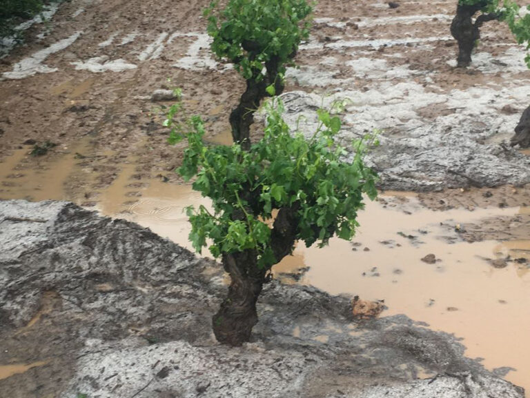 AVA VALENCIA Nuevas tormentas de granizo causan daños en 1.300 hectáreas de cultivo y provocan pérdidas de 4,5 millones