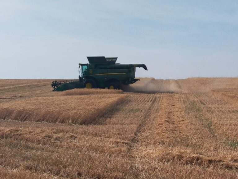 Comienza la recolección de cereales en la provincia de Córdoba con disminución en producción por la climatología
